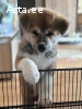Akita Inu