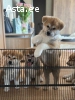 Akita Inu