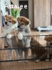 Akita Inu