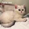 Armsad šoti kassipojad otsivad uut kodu ?