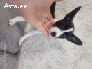 Басенджи