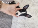 Басенджи