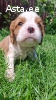 Cavalier King Charles spanjeli kutsikad!