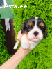 Cavalier King Charles spanjeli kutsikad!