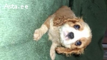 Cavalier King Charles spanjelid.