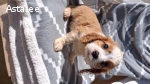 Cavalier King Charles spanjelid.