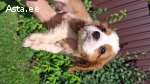 Cavalier King Charles spanjelid.
