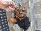 Чистокровная девочка Йоркширского  Терьера ищет новый дом.