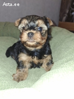 Чистокровные щенки Йоркширского Терьера.