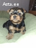Чистокровные щенки Йоркширского Терьера.