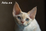 Devon rex