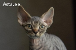 Devon rex