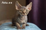 Devon rex