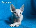 Donskoy sphynx