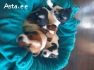 Джек рассел терьер