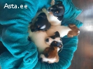 Джек рассел терьер