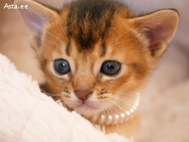 Эксклюзивное созвездие абиссинских «диких» пум (Ruddy)