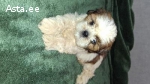 Kaks tõupuhtat Shih Tzu tüdrukut otsivad uut kodu.