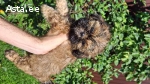 Kaks tõupuhtat Shih Tzu tüdrukut otsivad uut kodu.