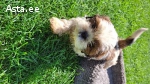 Kaks tõupuhtat Shih Tzu tüdrukut otsivad uut kodu.