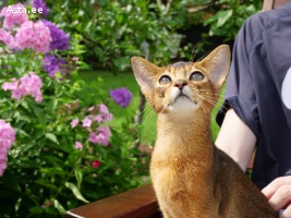 клубные абиссинские котята