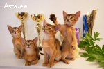 клубные абиссинские котята