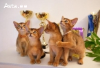 клубные абиссинские котята