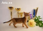клубные абиссинские котята