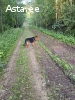 красивый пес