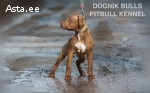 Купить щенка питбуля в Эстонии. Питомник Dognik Bulls