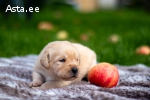 Labrador Retriever