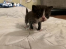 Милые котята британцы