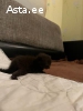 Милые котята британцы