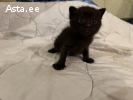 Милые котята британцы