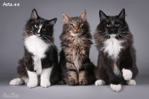 Norwegian Forest cat