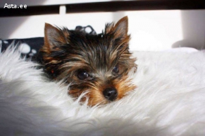 Очаровательные мальчик и девочка йоркширского терьера.