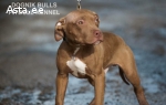 Osta pitbull Eestis