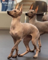 Перуанская голая собака