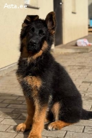 Pikakarvaline Saksa lambakoer