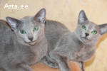 Русские голубые котята с родословными