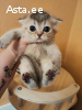 Scottish Fold