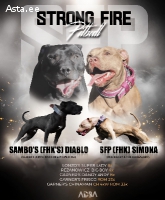 Щеки питбуля pitbulli kutsikad pitbull puppies