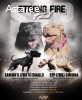 Щеки питбуля pitbulli kutsikad pitbull puppies