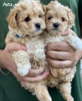 Щенки мальтипу!