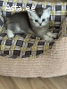 Скоттиш страйт