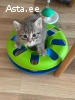 Скоттиш страйт