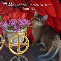 Сомалийские котята