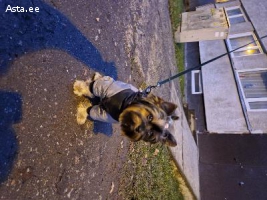 Срочно ищем жениха для йоркширского терьера