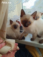 Тайские котята.