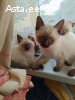 Тайские котята.